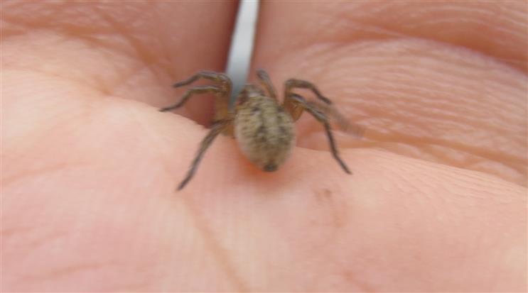 Lycosidae:  Trochosa sp.  - Costa de Caparica (Portogallo)